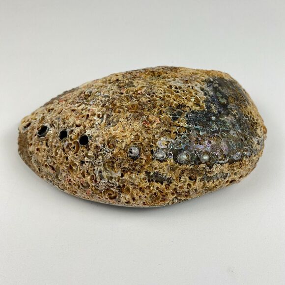 Abalone Shell 6”x5” Beautiful Display Piece Coastal Decor Trinket Dish Beach - Picture 9 of 12